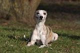 WHIPPET 408